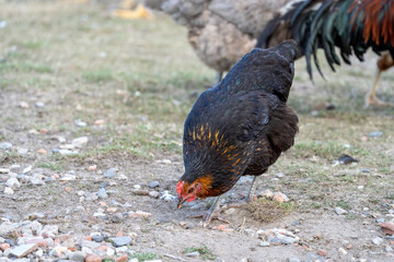 black harco free range hen chicken. Chicken in the grass. The harco chicken is a black chicken with a brown neck, and lays around 300 eggs per year