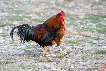 rooster in the farm