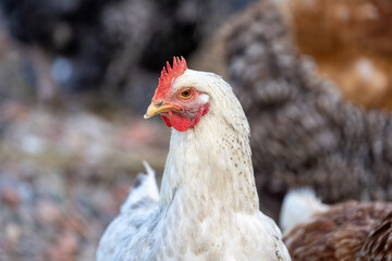 White chicken on the farm, closeup of the head