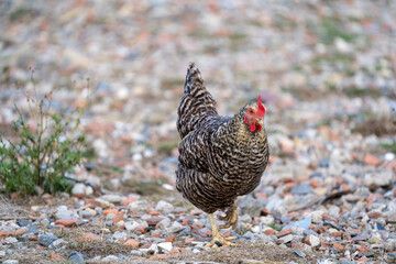 The Malines, Dutch: 'Mechelse Koekoek', a Belgian breed of large domestic chicken hen walking on a farm	