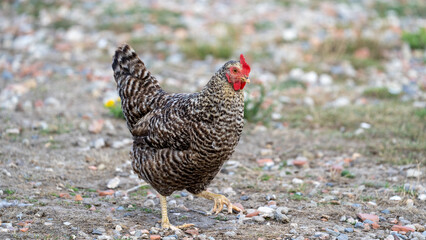 The Malines, Dutch: 'Mechelse Koekoek', a Belgian breed of large domestic chicken hen walking on a farm	