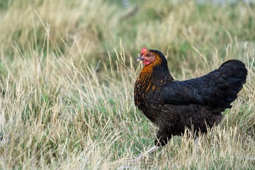 black harco free range hen chicken. Chicken in the grass. The harco chicken is a black chicken with a brown neck, and lays around 300 eggs per year
