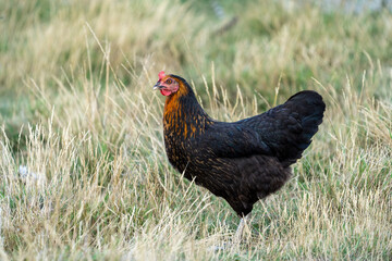 black harco free range hen chicken. Chicken in the grass. The harco chicken is a black chicken with a brown neck, and lays around 300 eggs per year
