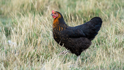 black harco free range hen chicken. Chicken in the grass. The harco chicken is a black chicken with a brown neck, and lays around 300 eggs per year
