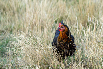 black harco free range hen chicken. Chicken in the grass. The harco chicken is a black chicken with a brown neck, and lays around 300 eggs per year
