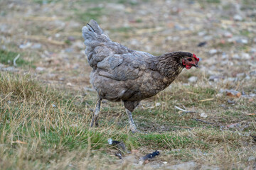 free range chicken on a farm. Grey chicken.