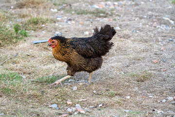 black harco free range hen chicken. Chicken in the grass. The harco chicken is a black chicken with a brown neck, and lays around 300 eggs per year
