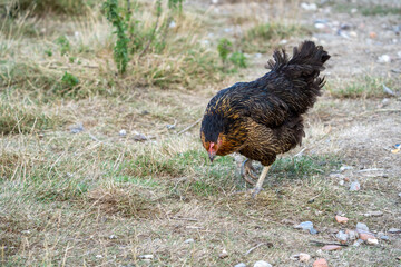 Naklejka na ściany i meble black harco free range hen chicken. Chicken in the grass. The harco chicken is a black chicken with a brown neck, and lays around 300 eggs per year 