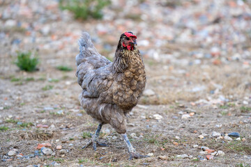 free range chicken on a farm. Grey chicken.