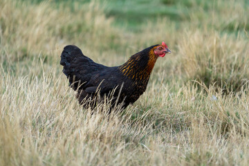 black harco free range hen chicken. Chicken in the grass. The harco chicken is a black chicken with a brown neck, and lays around 300 eggs per year

