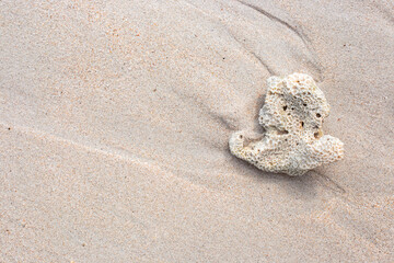 Sea sand background, pattern. White coral on white fine sea sand. Travel and tourism concept. copy space