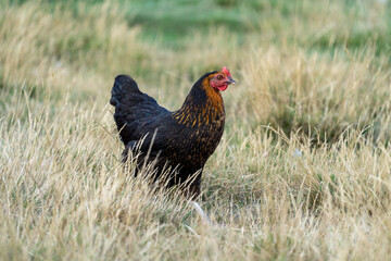 black harco free range hen chicken. Chicken in the grass. The harco chicken is a black chicken with a brown neck, and lays around 300 eggs per year
