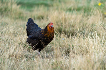 black harco free range hen chicken. Chicken in the grass. The harco chicken is a black chicken with a brown neck, and lays around 300 eggs per year
