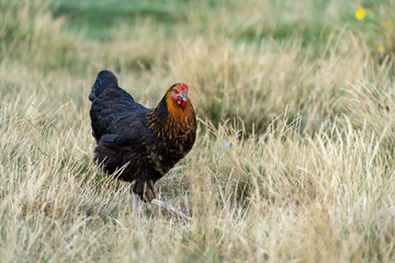 black harco free range hen chicken. Chicken in the grass. The harco chicken is a black chicken with a brown neck, and lays around 300 eggs per year
