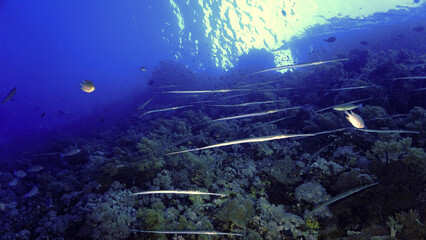 Schools of fish at a coral reef