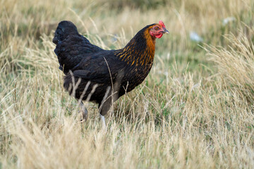 black harco free range hen chicken. Chicken in the grass. The harco chicken is a black chicken with...