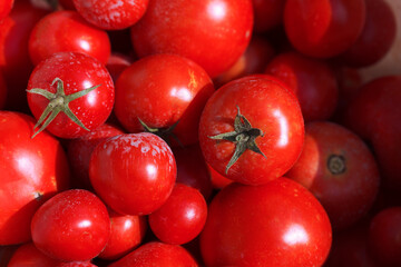 Fresh ripe tomatoes background . Harvest of red tomatoes