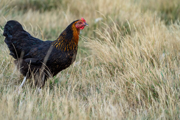 black harco free range hen chicken. Chicken in the grass. The harco chicken is a black chicken with a brown neck, and lays around 300 eggs per year
