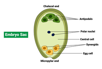 Embryo sac of an Angiosperm - obrazy, fototapety, plakaty