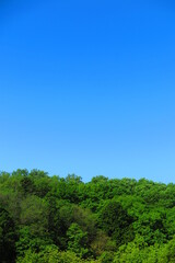 Fototapeta na wymiar 雲ひとつ無い青い空と生い茂る山の木々の風景1