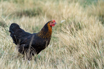 black harco free range hen chicken. Chicken in the grass. The harco chicken is a black chicken with a brown neck, and lays around 300 eggs per year
