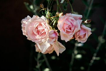 pink rose on a black background