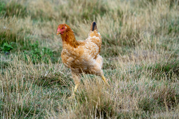 Portrait of a ISA Brown Chickens. One of the best breed for a first time chicken owner, they are extremely personable and get along with humans extremely well. Free range chicken