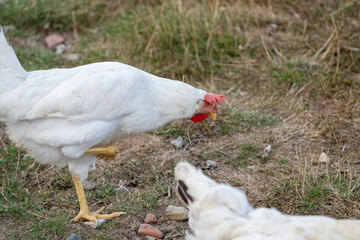 white chicken in the grass. White leghorn (livorno) chicken (known for laying the most eggs of all chickens)