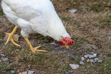 white chicken in the grass. White leghorn (livorno) chicken (known for laying the most eggs of all...