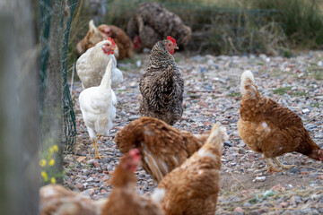 The Malines, Dutch: 'Mechelse Koekoek', a Belgian breed of large domestic chicken hen walking on a farm behind a fence