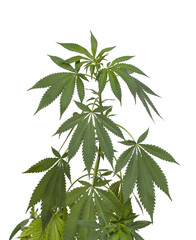 Marijuana plant, png clipart isolated cut out on transparent background