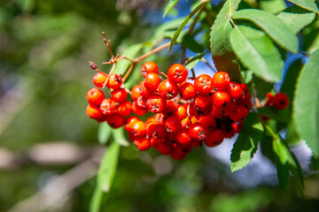 Red ripe rowan berries on branch on sunny day