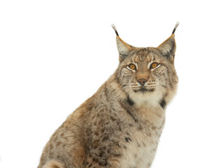  portrait lynx isolated on white background © fotomaster
