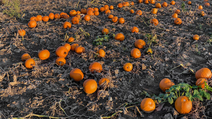 Panoramic image of a field with Hokkaido pumpkins in autumn