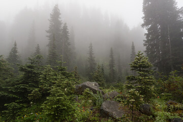 Picturesque coniferous forest in the fog