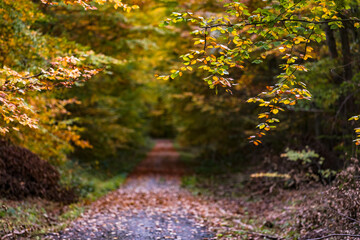 Selective focus on autumn leaves along a dirt road in a German mixed forest