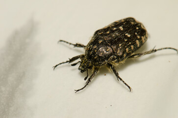 White spotted rose beetle Oxythyrea funesta. Gran Canaria. Canary Islands. Spain.