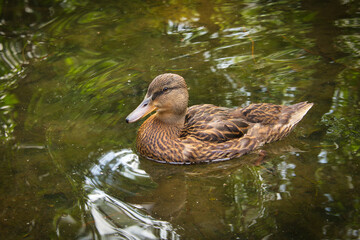 Obraz premium duck on the water