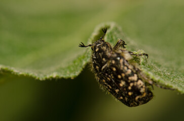 White spotted rose beetle Oxythyrea funesta. Gran Canaria. Canary Islands. Spain.