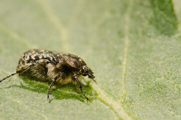 White spotted rose beetle Oxythyrea funesta. Gran Canaria. Canary Islands. Spain.