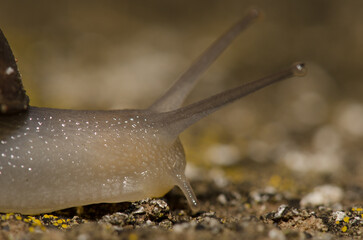 Head of milk snail Otala lactea. San Lorenzo. Las Palmas de Gran Canaria. Gran Canaria. Canary Islands. Spain.
