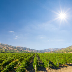 Fototapeta na wymiar green vineyard in mountain valley under sparkle sun, agricultural industry scene