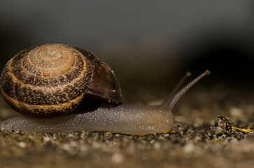 Milk snail Otala lactea. San Lorenzo. Las Palmas de Gran Canaria. Gran Canaria. Canary Islands. Spain.