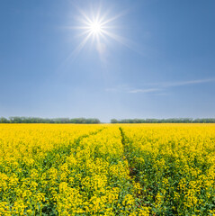 Fototapeta premium wide yellow rape field under sparkle sun, summer agricultural scene