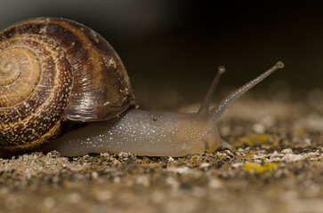 Milk snail Otala lactea. San Lorenzo. Las Palmas de Gran Canaria. Gran Canaria. Canary Islands. Spain.