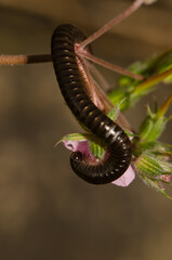 Portuguese millipede Ommatoiulus moreleti eating the petal of a flower of roundleaf geranium. San...