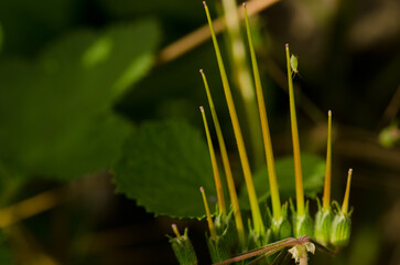 Green peach aphid Myzus persicae on a fruit of roundleaf geranium Geranium rotundifolium. San Lorenzo. Gran Canaria. Canary Islands. Spain.