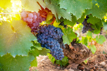 Closeup shot of a bunch of red grapes in a vineyard with sunlight