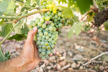 Growth, white grapes and vineyard farmer hand picking or harvesting organic bunch outdoors for quality choice, agriculture industry or market. A worker checking vine fruit from tree plant in summer