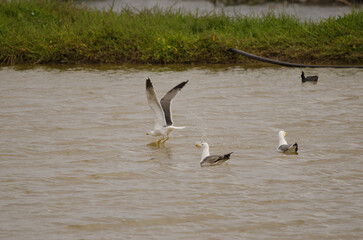 Atlantic gulls Larus michahellis atlantis. San Lorenzo. Las Palmas de Gran Canaria. Gran Canaria. Canary Islands. Spain.